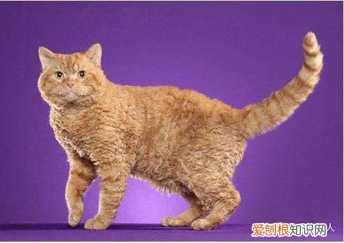 中国猫都有什么品种，史上最全猫咪品种，约二百种，从古至今