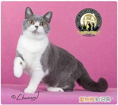 中国猫都有什么品种，史上最全猫咪品种，约二百种，从古至今