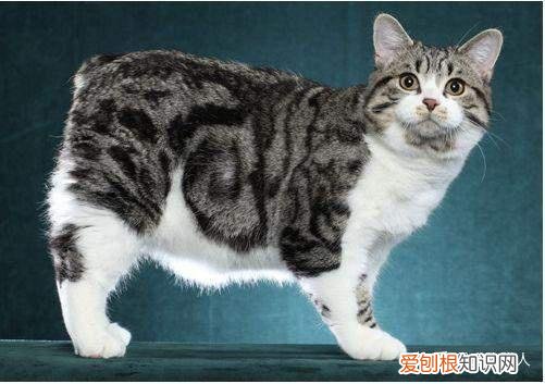 中国猫都有什么品种，史上最全猫咪品种，约二百种，从古至今