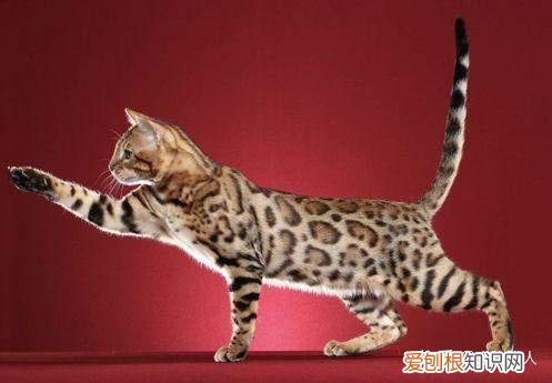 中国猫都有什么品种，史上最全猫咪品种，约二百种，从古至今