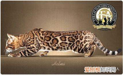 中国猫都有什么品种，史上最全猫咪品种，约二百种，从古至今