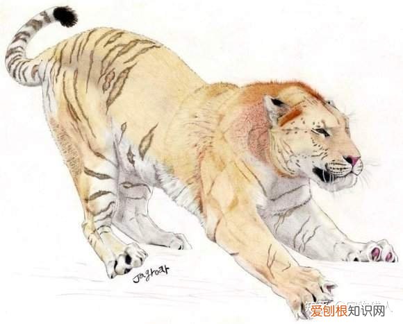 中国猫都有什么品种，史上最全猫咪品种，约二百种，从古至今