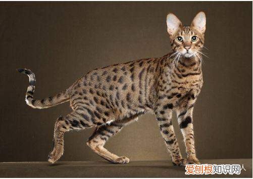中国猫都有什么品种，史上最全猫咪品种，约二百种，从古至今