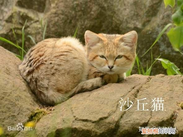 中国猫都有什么品种，史上最全猫咪品种，约二百种，从古至今