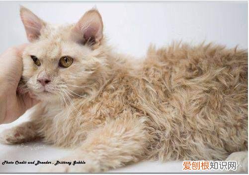 中国猫都有什么品种，史上最全猫咪品种，约二百种，从古至今