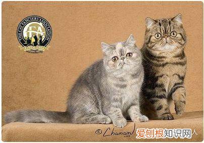 中国猫都有什么品种，史上最全猫咪品种，约二百种，从古至今