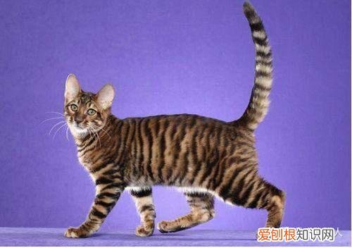 中国猫都有什么品种，史上最全猫咪品种，约二百种，从古至今