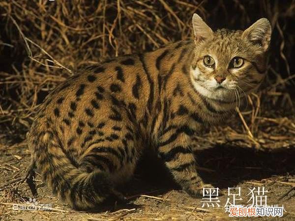 中国猫都有什么品种，史上最全猫咪品种，约二百种，从古至今
