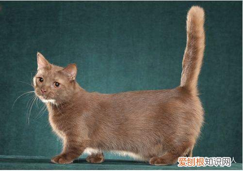 中国猫都有什么品种，史上最全猫咪品种，约二百种，从古至今