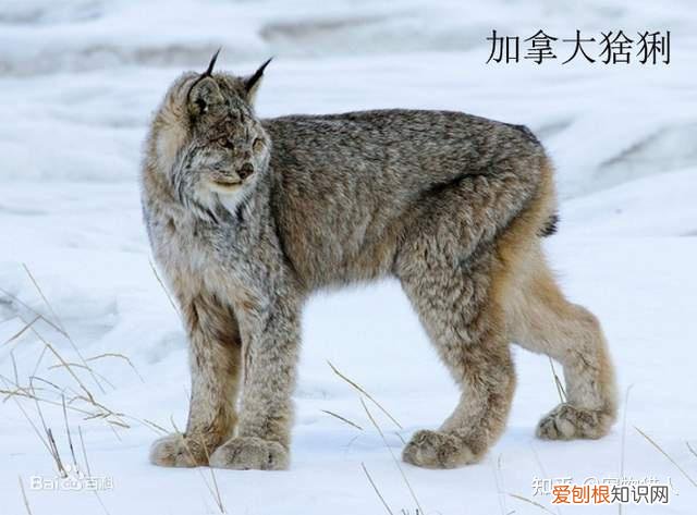 中国猫都有什么品种，史上最全猫咪品种，约二百种，从古至今