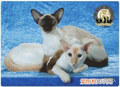中国猫都有什么品种，史上最全猫咪品种，约二百种，从古至今
