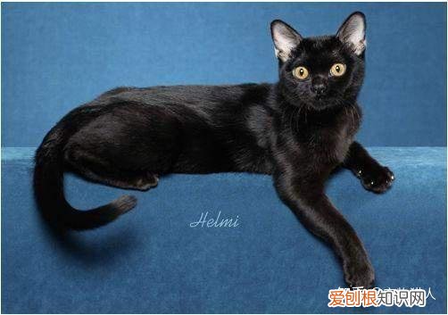 中国猫都有什么品种，史上最全猫咪品种，约二百种，从古至今