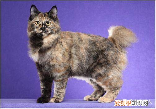 中国猫都有什么品种，史上最全猫咪品种，约二百种，从古至今
