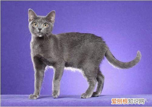 中国猫都有什么品种，史上最全猫咪品种，约二百种，从古至今