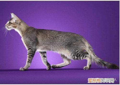 中国猫都有什么品种，史上最全猫咪品种，约二百种，从古至今