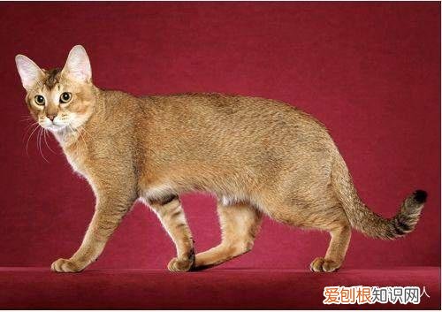 中国猫都有什么品种，史上最全猫咪品种，约二百种，从古至今