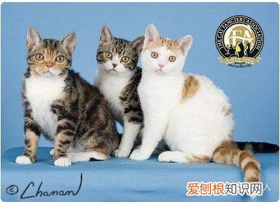中国猫都有什么品种，史上最全猫咪品种，约二百种，从古至今