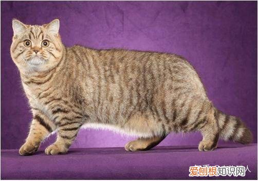 中国猫都有什么品种，史上最全猫咪品种，约二百种，从古至今
