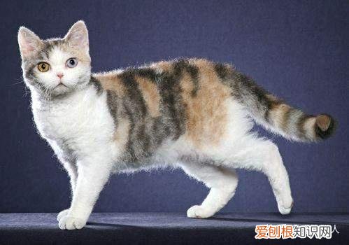 中国猫都有什么品种，史上最全猫咪品种，约二百种，从古至今