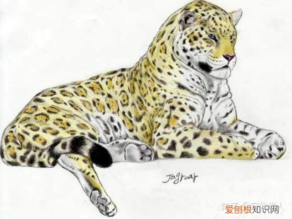 中国猫都有什么品种，史上最全猫咪品种，约二百种，从古至今