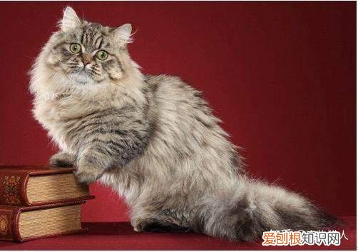 中国猫都有什么品种，史上最全猫咪品种，约二百种，从古至今