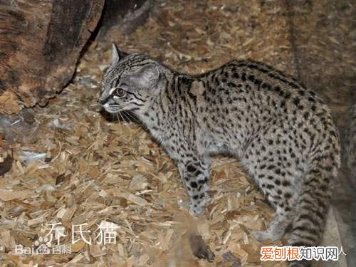 中国猫都有什么品种，史上最全猫咪品种，约二百种，从古至今