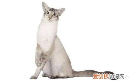 中国猫都有什么品种，史上最全猫咪品种，约二百种，从古至今