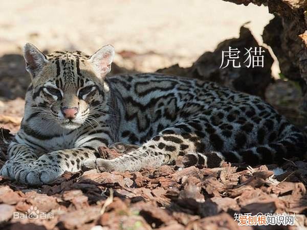 中国猫都有什么品种，史上最全猫咪品种，约二百种，从古至今