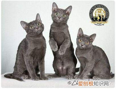 中国猫都有什么品种，史上最全猫咪品种，约二百种，从古至今