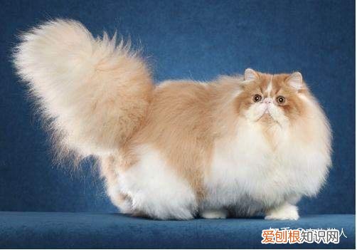 中国猫都有什么品种，史上最全猫咪品种，约二百种，从古至今