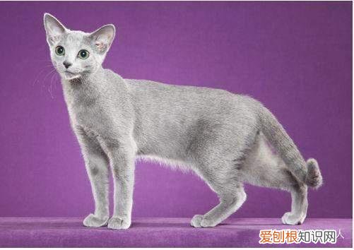 中国猫都有什么品种，史上最全猫咪品种，约二百种，从古至今