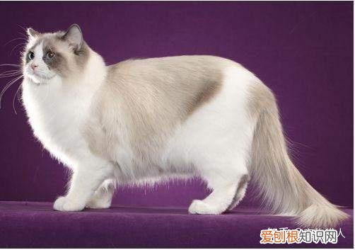 中国猫都有什么品种，史上最全猫咪品种，约二百种，从古至今