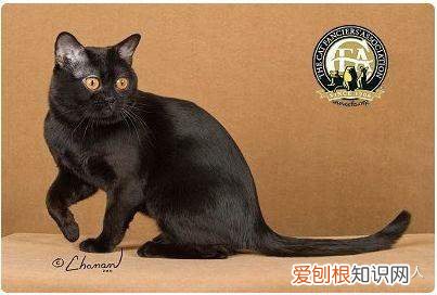 中国猫都有什么品种，史上最全猫咪品种，约二百种，从古至今