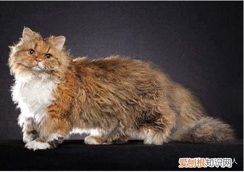 中国猫都有什么品种，史上最全猫咪品种，约二百种，从古至今