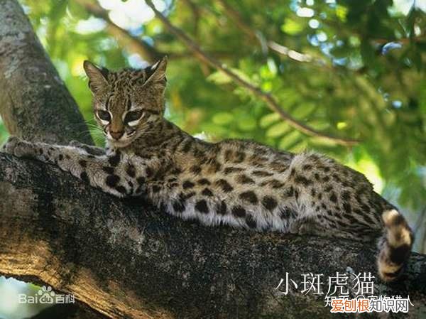中国猫都有什么品种，史上最全猫咪品种，约二百种，从古至今