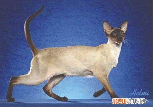 中国猫都有什么品种，史上最全猫咪品种，约二百种，从古至今