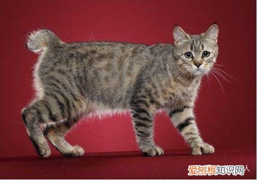 中国猫都有什么品种，史上最全猫咪品种，约二百种，从古至今