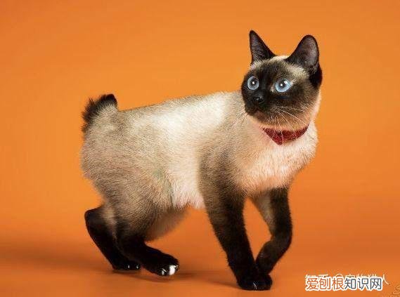 中国猫都有什么品种，史上最全猫咪品种，约二百种，从古至今