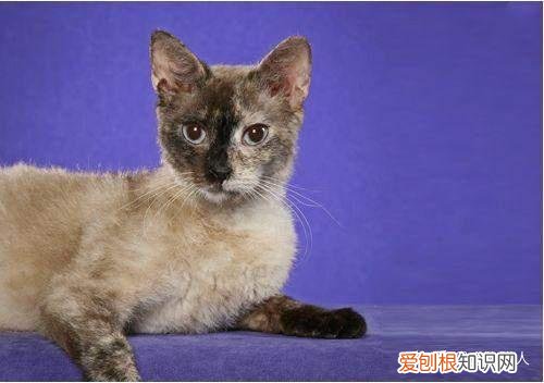 中国猫都有什么品种，史上最全猫咪品种，约二百种，从古至今