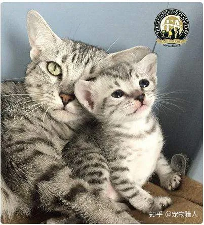 中国猫都有什么品种，史上最全猫咪品种，约二百种，从古至今