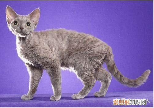 中国猫都有什么品种，史上最全猫咪品种，约二百种，从古至今