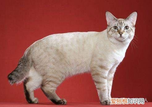 中国猫都有什么品种，史上最全猫咪品种，约二百种，从古至今
