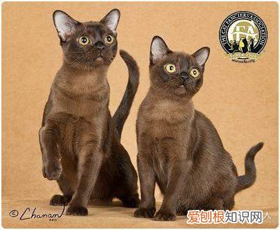 中国猫都有什么品种，史上最全猫咪品种，约二百种，从古至今