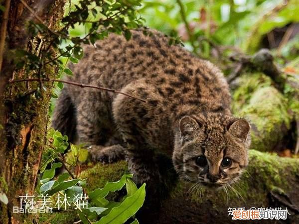 中国猫都有什么品种，史上最全猫咪品种，约二百种，从古至今
