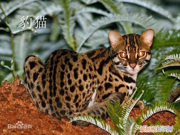 中国猫都有什么品种，史上最全猫咪品种，约二百种，从古至今