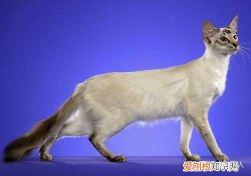 中国猫都有什么品种，史上最全猫咪品种，约二百种，从古至今