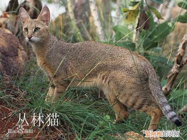 中国猫都有什么品种，史上最全猫咪品种，约二百种，从古至今
