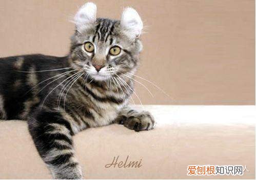 中国猫都有什么品种，史上最全猫咪品种，约二百种，从古至今