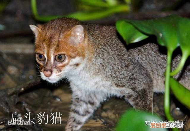中国猫都有什么品种，史上最全猫咪品种，约二百种，从古至今