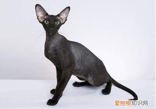 中国猫都有什么品种，史上最全猫咪品种，约二百种，从古至今